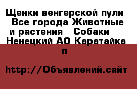 Щенки венгерской пули - Все города Животные и растения » Собаки   . Ненецкий АО,Каратайка п.